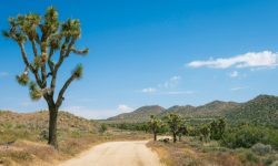 An overlanding truck parked in the desert of Joshua Tree National Park at sunset.