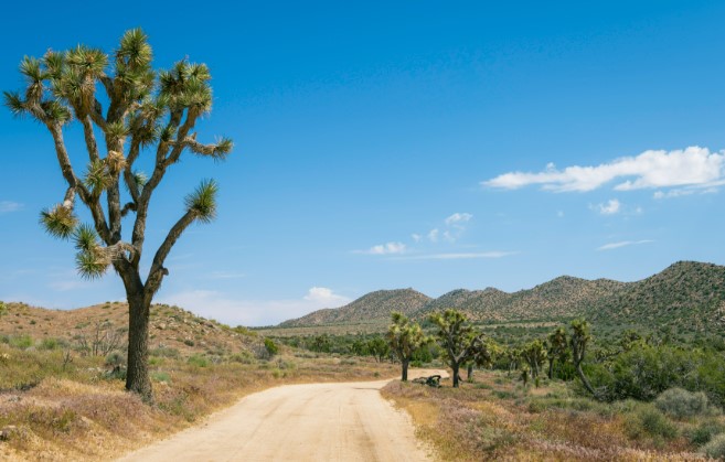An overlanding truck parked in the desert of Joshua Tree National Park at sunset.